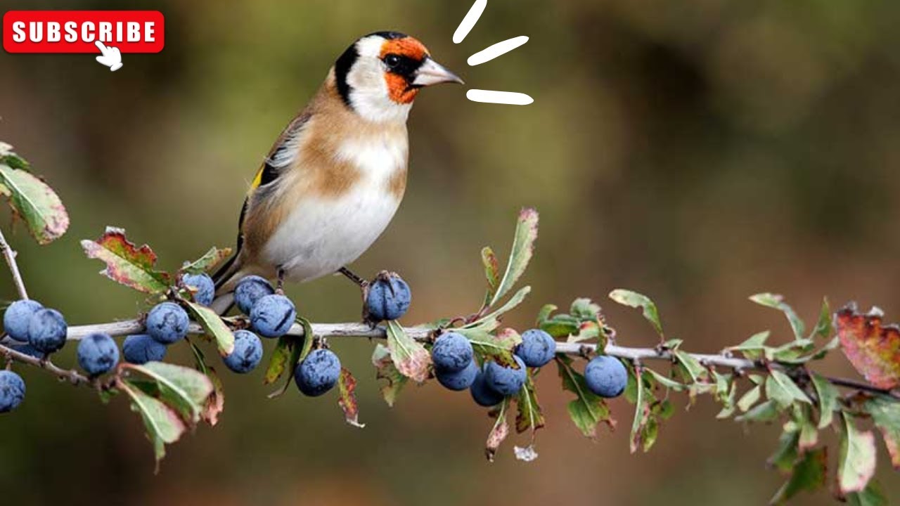 Kasih sayang Indukan Goldfinch saat Hujan #goldfinch
