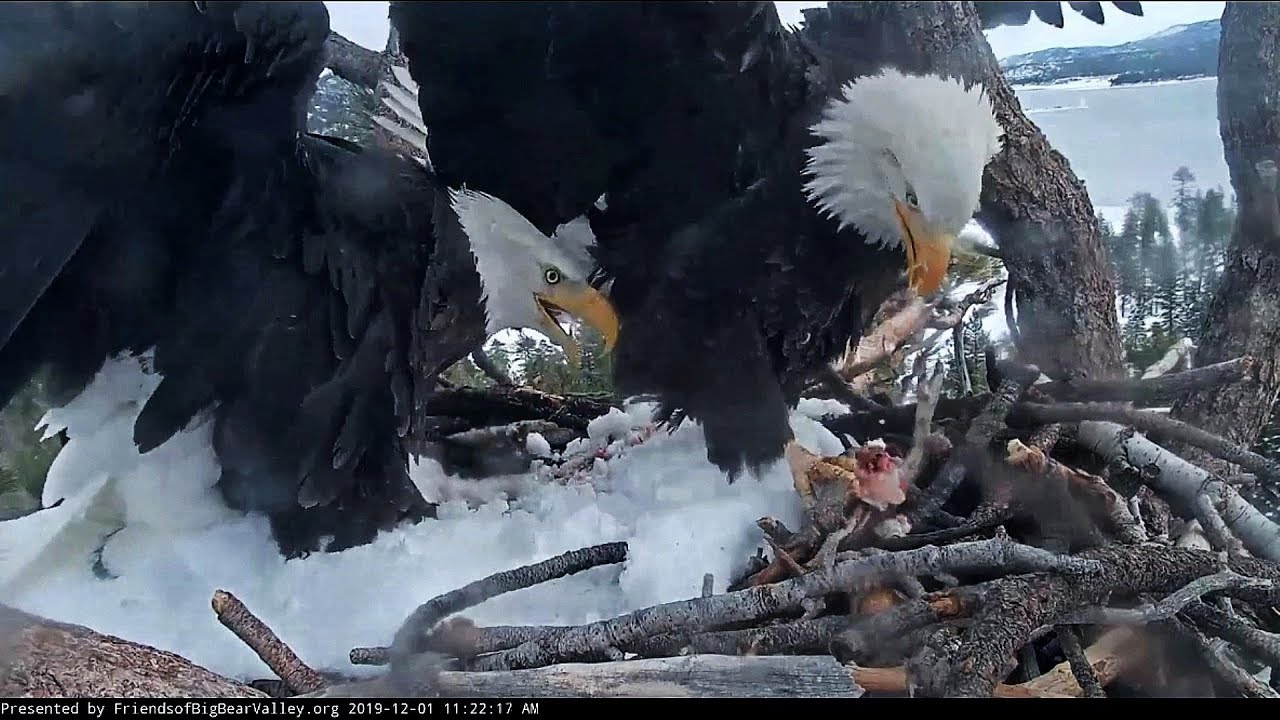 Big Bear Eagles~Fight about a fish, Shadow wants not share~11:12 AM 2019/12/01
