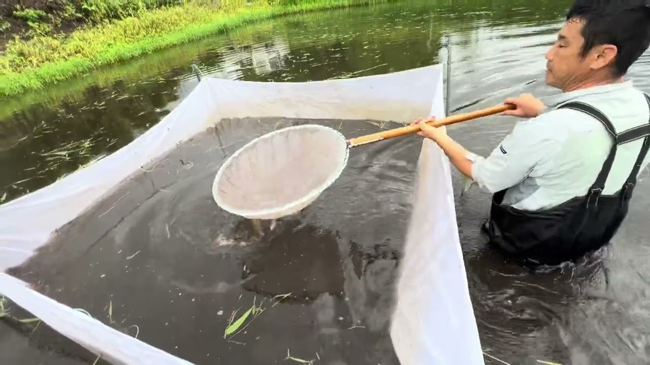 【災害級】ヤバい事が！白い神々しい個体？#錦鯉#koifish #塩田養鯉場