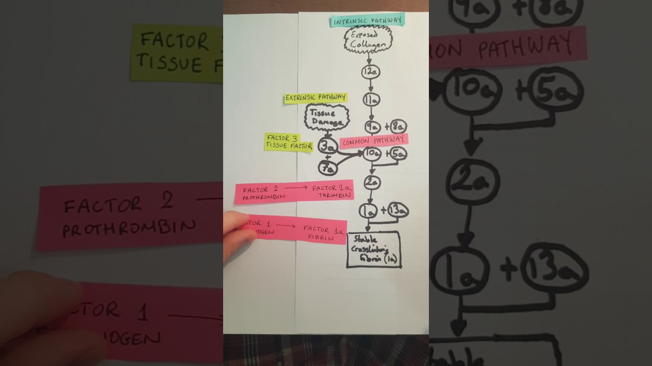 common pathway
