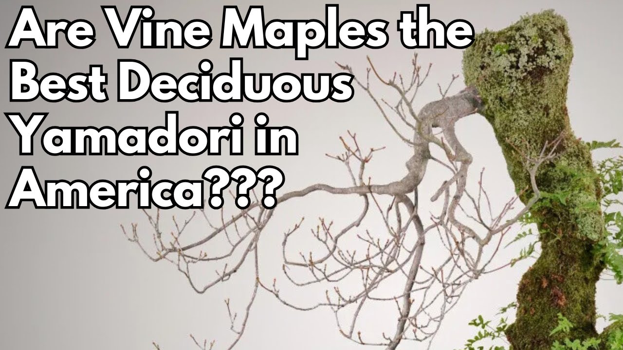 Are Vine Maples the Best Deciduous Bonsai Yamadori in the US? - Deciduous Bonsai Podcast Episode 26