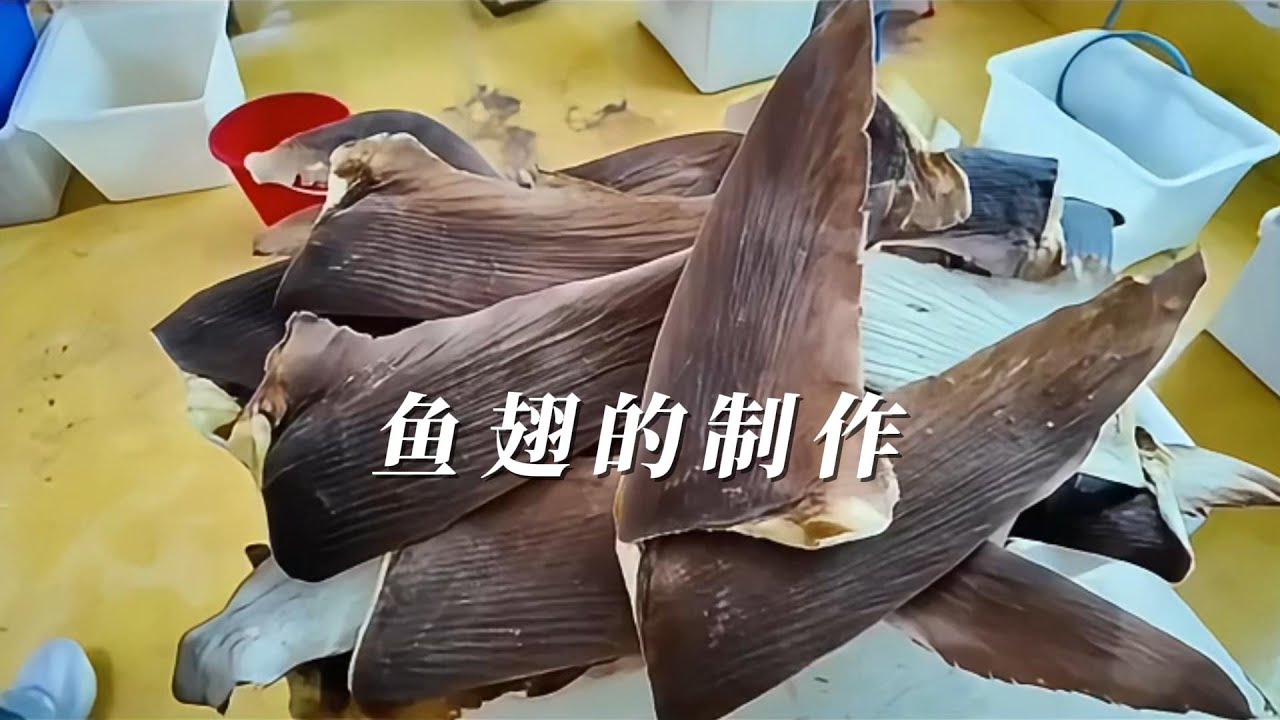 魚翅的製作過程