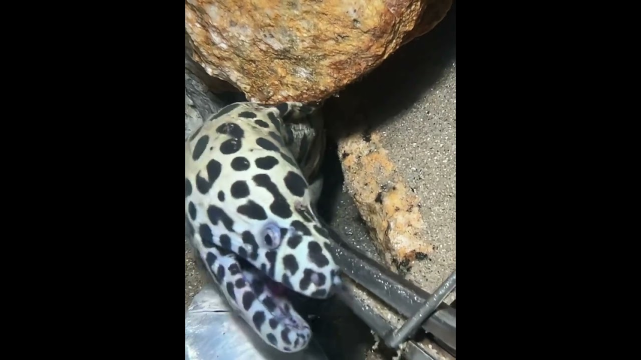 Catching Seafood Under the Sea ▶️ 39 #Ocean #DeepSea #Fishing #Beach