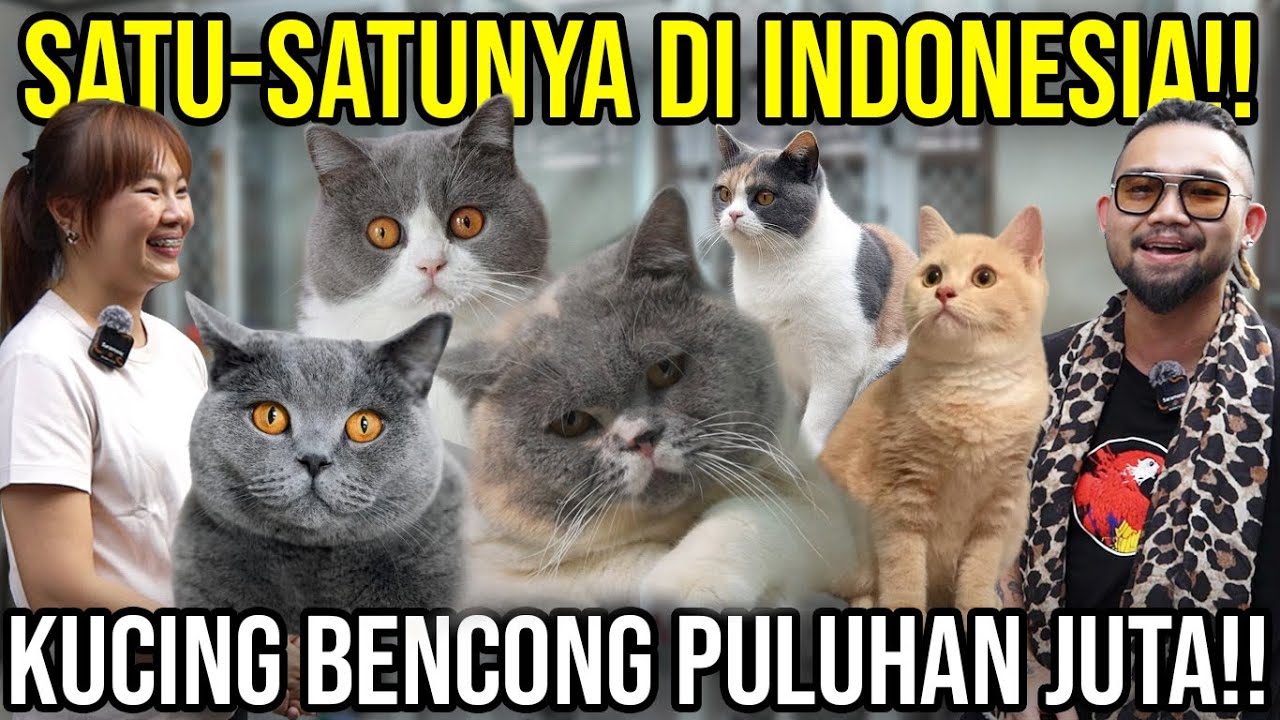 SATU-SATUNYA DI INDONESIA!! KUCING BENCONG PULUHAN JUTA!! RARAMAO 