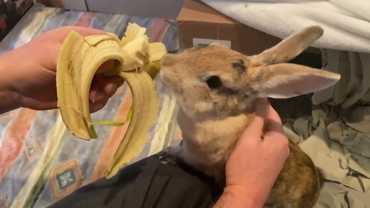 Trixie Shorts Compilation! Vol. 1 🐰 #Shorts #Compilation #FunnyShorts #VideoCompilation #CrazyFunny