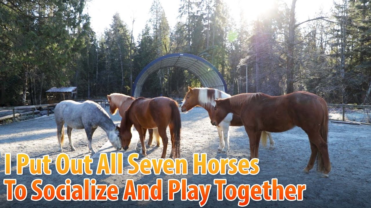 I Put Out All Seven Horses To Socialize And Play Together