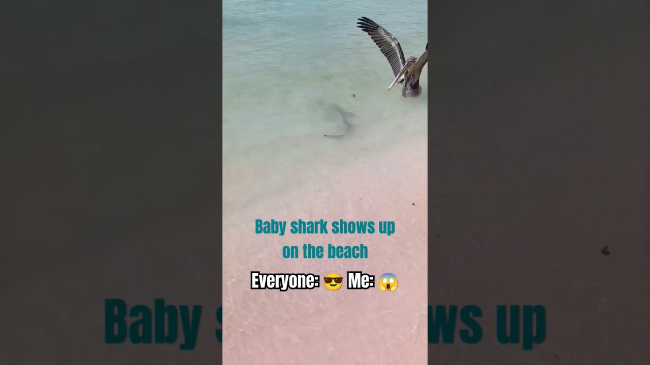 When a BABY SHARK shows up🦈... and I'm the only one scared