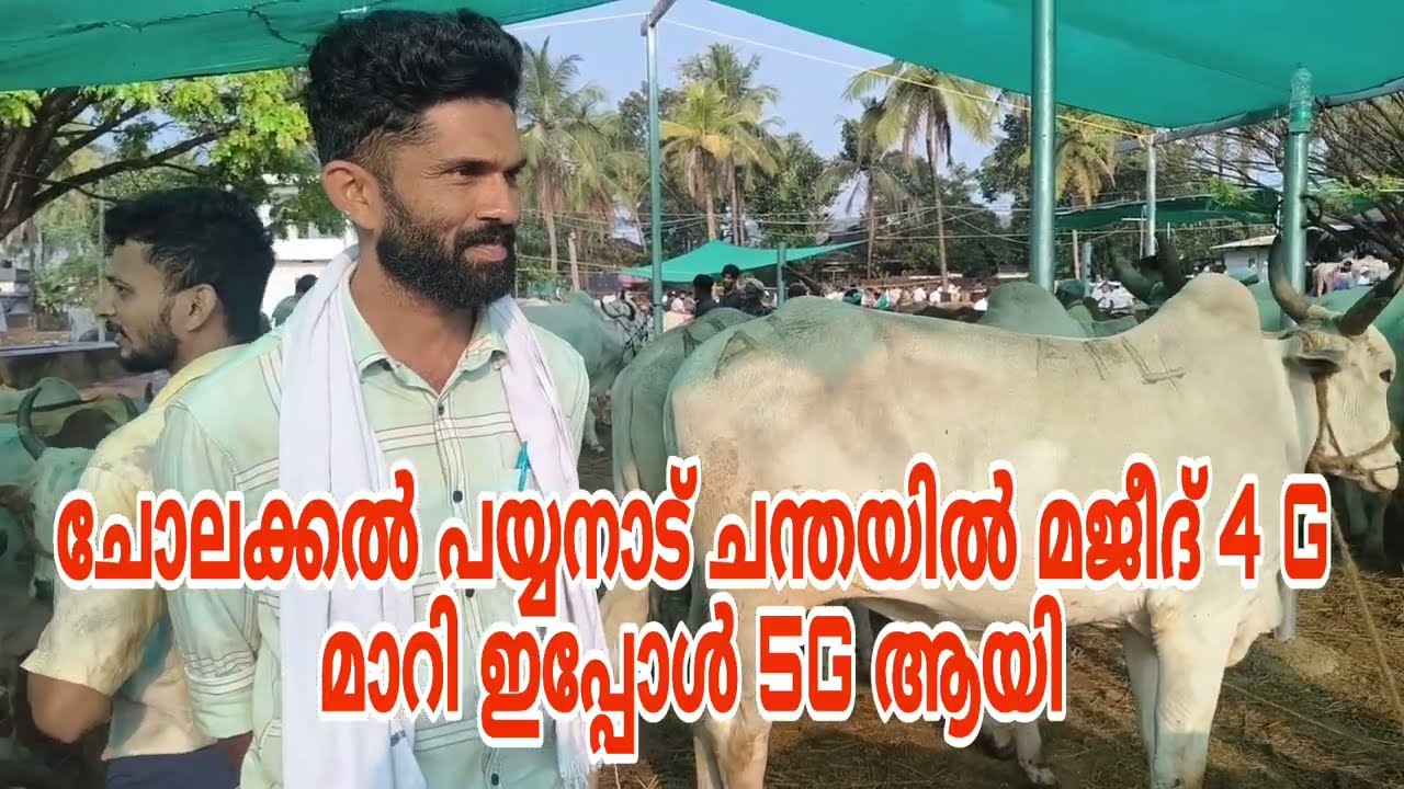 ചോലക്കൽ പയ്യനാട് ചന്തയിൽ മജീദിന്റെ ചന്തയിൽ മൂരികളും കാളകളും ആയിട്ട് ഉണ്ടായിരുന്നു വിലയിൽ വലിയ മാറ്റം