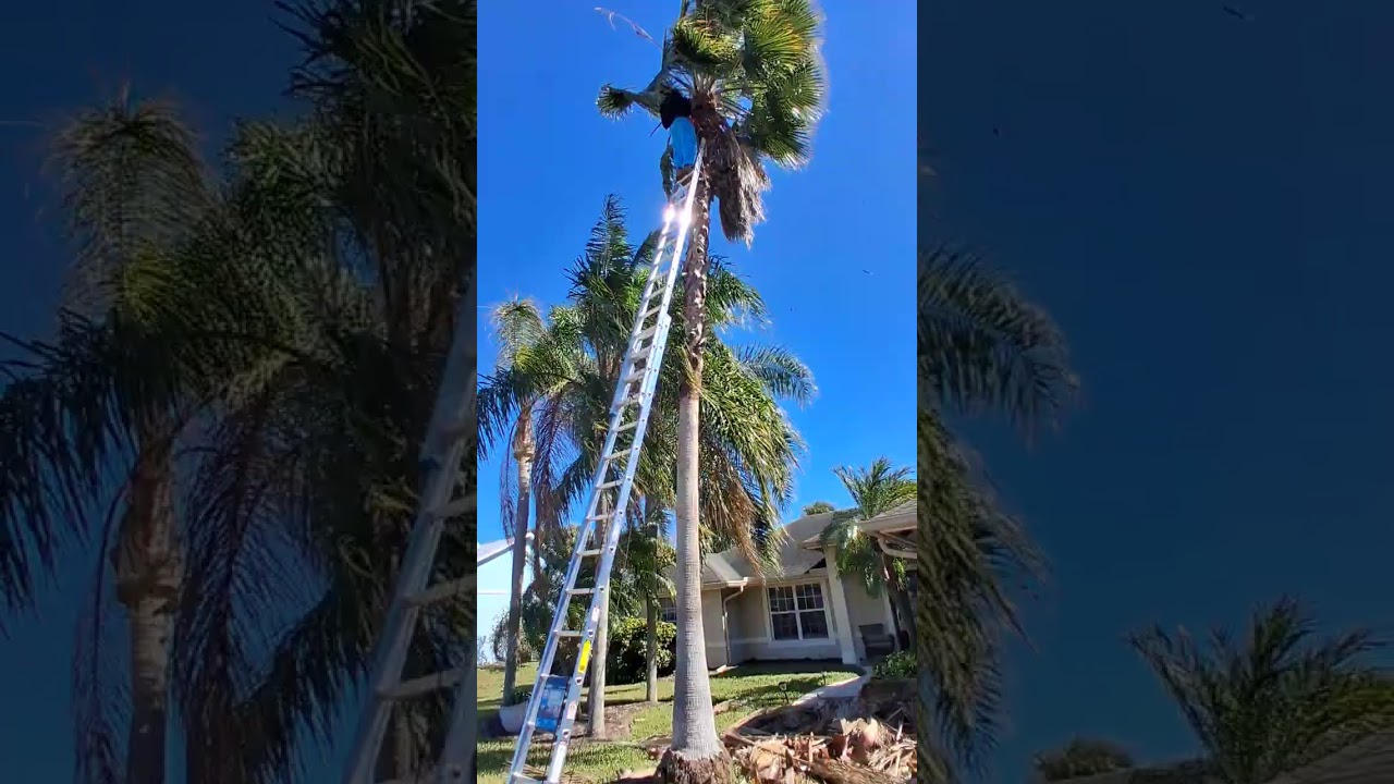 Rick did the tallest tree ever ep 15 part 1