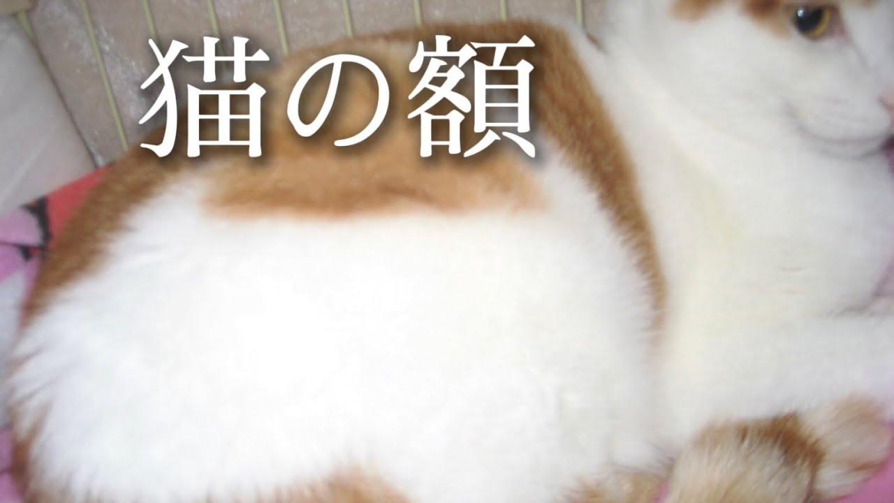 ざわか - 猫の額