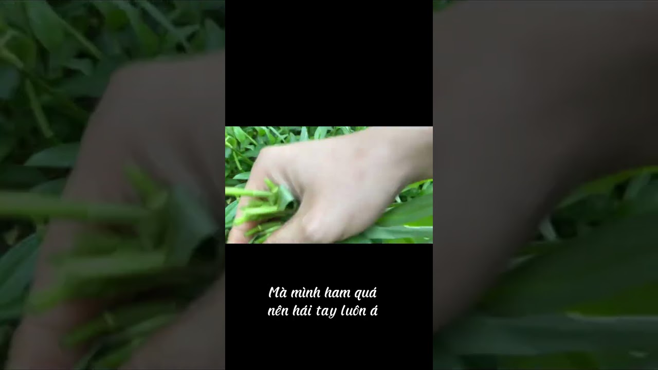 H&aacute;i rau dại trong vườn ăn lẩu mắm #hairau #cuocsongdongque