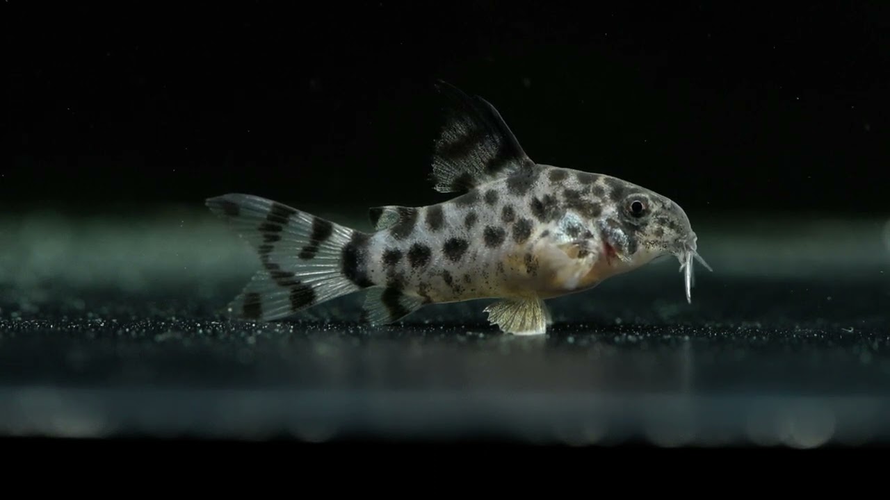 Corydoras knaacki