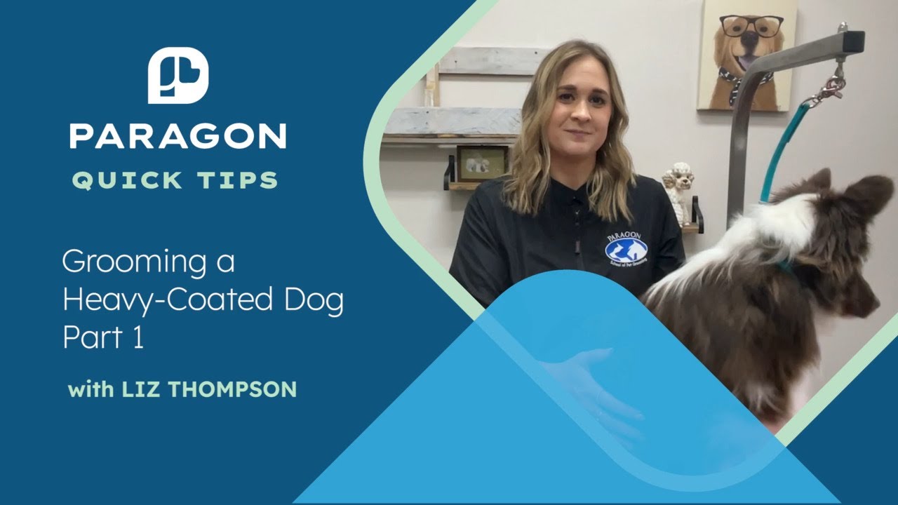 Quick Tips: Grooming a Heavy-Coated Dog with Liz Thompson - Part 1
