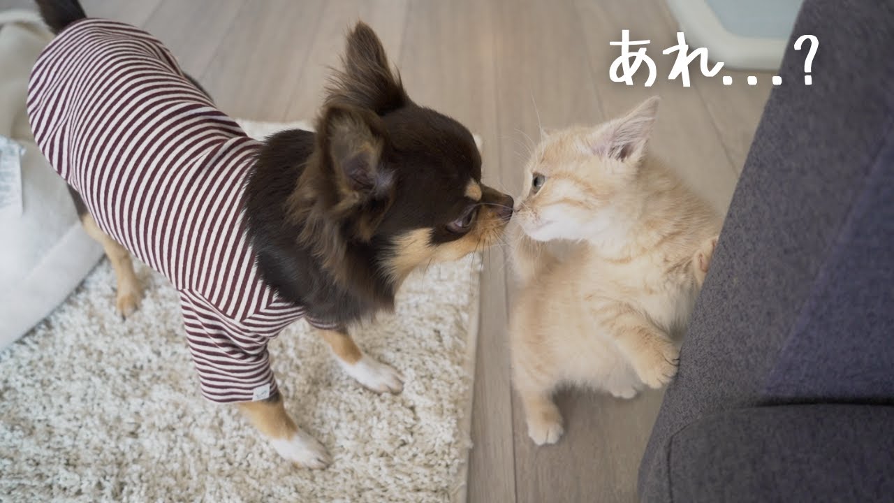 愛犬にソックリなチワワと子猫を対面させてみたら...