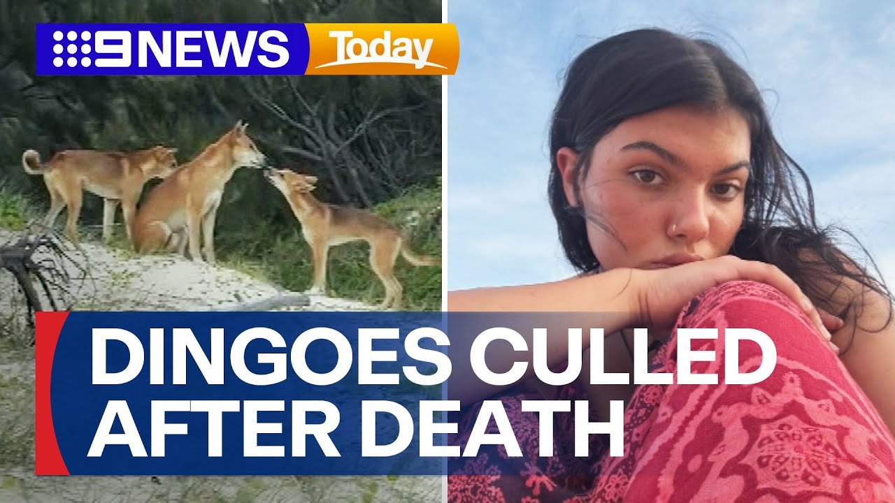 Pack of dingoes to be culled after death of Canadian teenager | 9 News Australia
