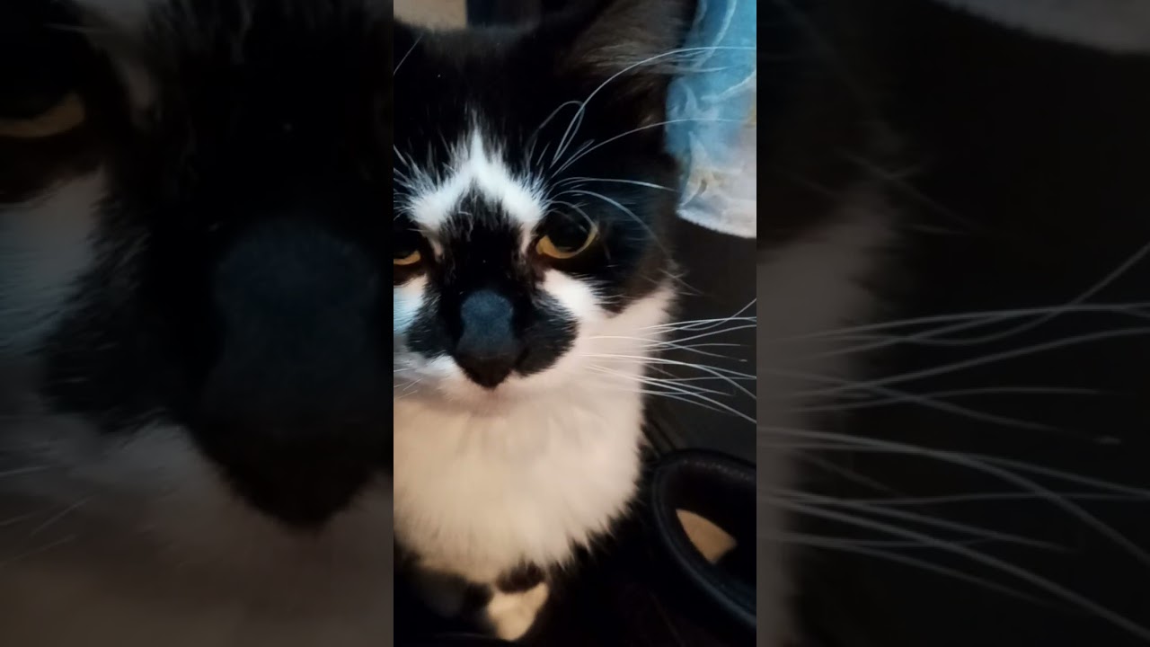 Grumpy Kitty Has a New Favorite Spot