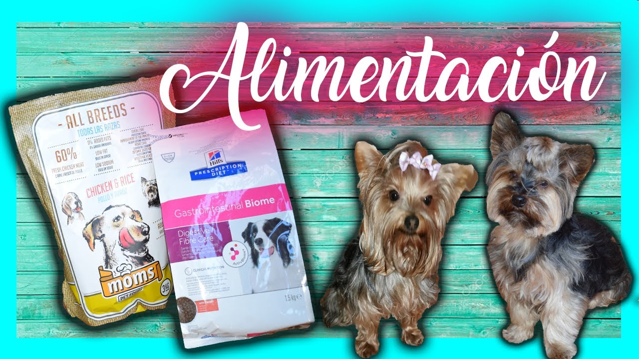 Alimentación | Yorkshire Terrier #Alimentacion #YorkshireTerrier #dogfoods
