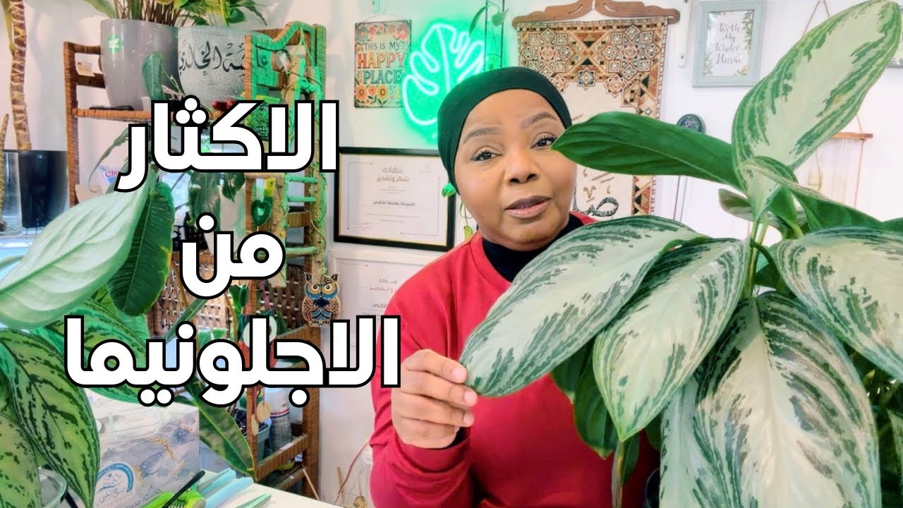 أسهل طريقة للاكثار من نبات الاجلونيما 