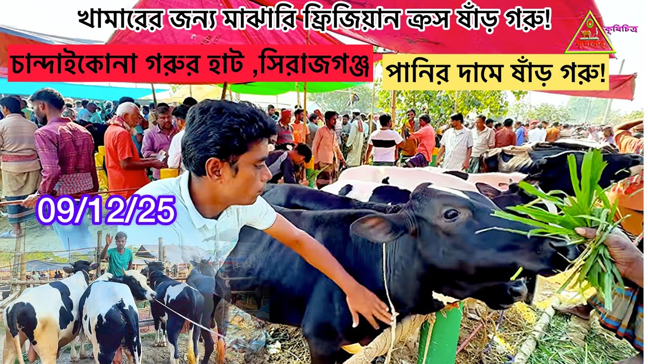 “চান্দাইকোনা হাটে আজ যে দামে ফ্রিজিয়ান গরু মিলছে—বিশ্বাসই হবে না!”আজ ফুল হাটের দামের আপডেট! 