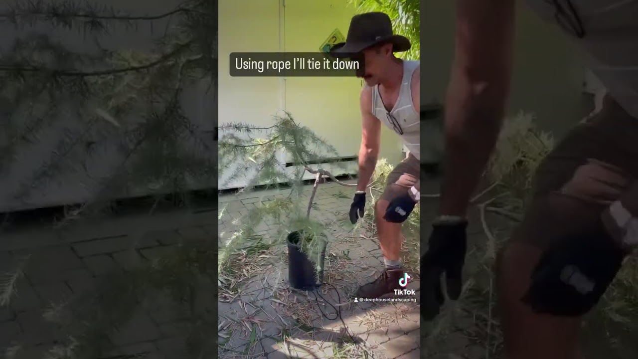 Blue atlas cedar pre bonsai, scared by wire and straight 90’ angles, rope work. Follow to see more!