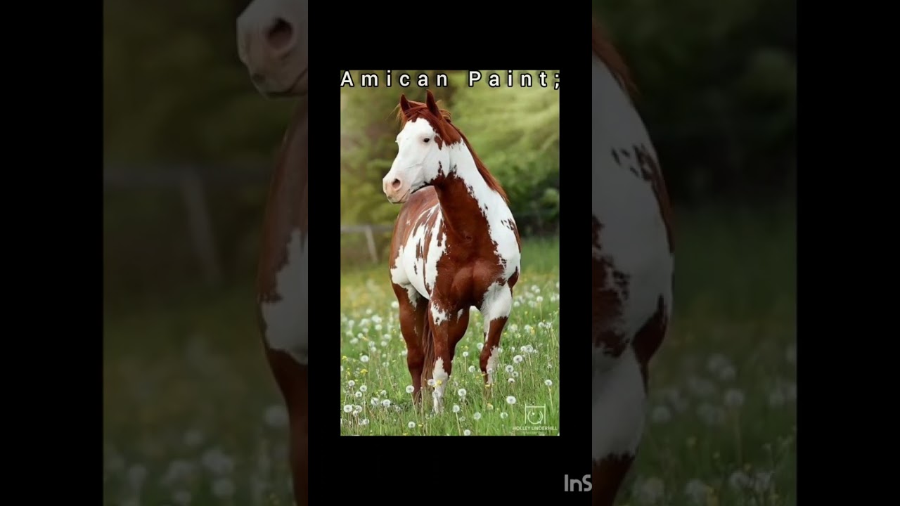 American paint horse;💞 #horses #coat #colors
