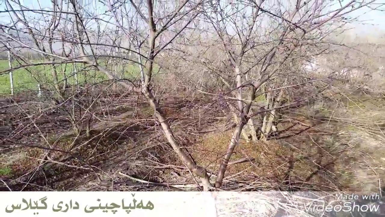 هەڵپاچین بۆداری گێلاس