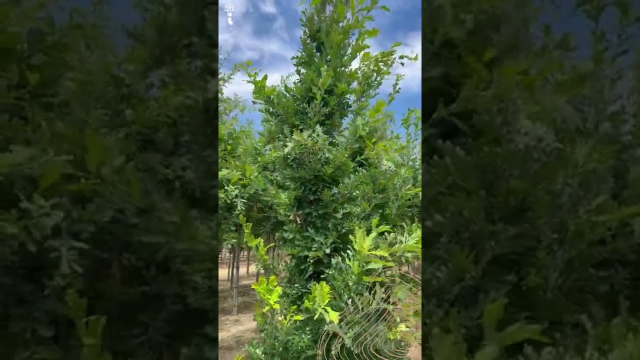 S&auml;uleneiche | Quercus bimundorum 'Crimschmidt'