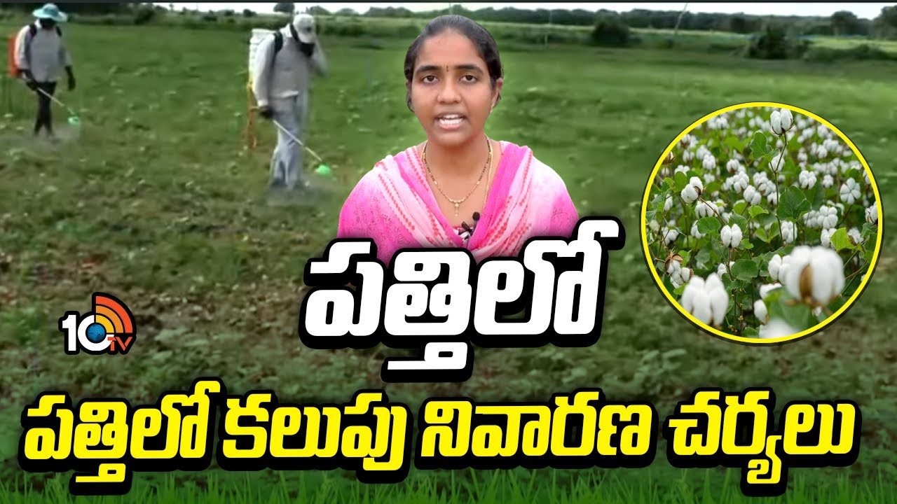 Weed Control Methods In Cotton | పత్తిలో కలుపు నివారణ చర్యలు | Matti Manishi | 10TV News