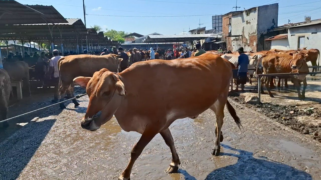 LUDESS SEMUA‼️LAKU SEMUA SAPI TERUTAMA SAPI LEMU || PASAR SAPI GUYANGAN NGANJUK ||