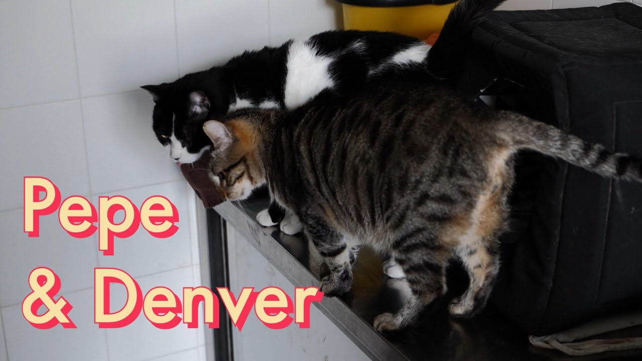 ❤VOLATI SUL PONTE❤ Due gatti FeLV positivi. Pepe e Denver i gemelli diversi😊.