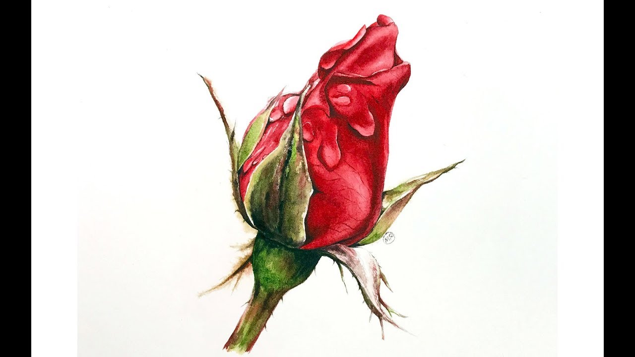 Red Rose in Watercolors Painting Tutorial