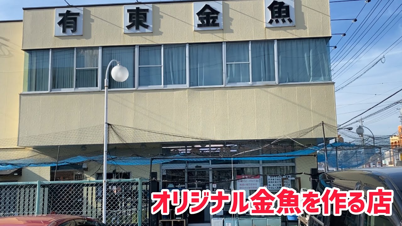 【金魚店訪問】オリジナル金魚を作る金魚屋さん【有東金魚さん】