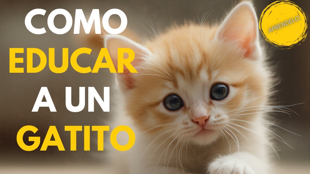 COMO EDUCAR A UN GATITO