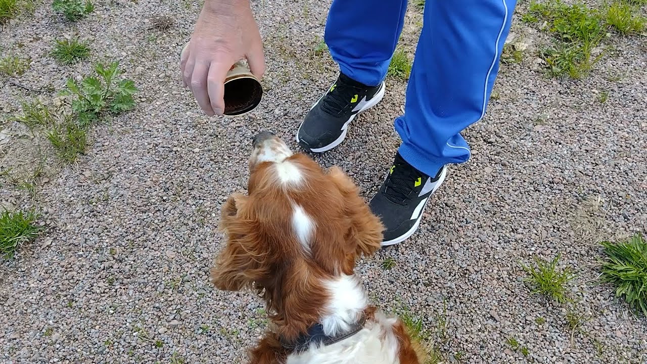Dog Training: Scent Detection | Springer Spaniel