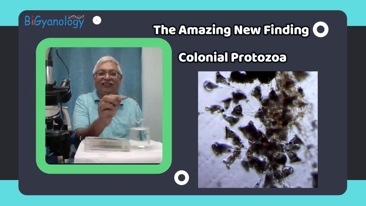 Colonial Protozoa