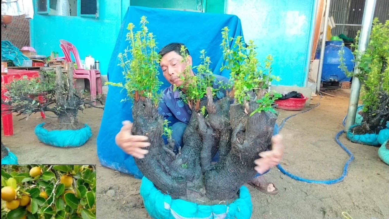23/2 glae cẩm thị đt 0971.631.433