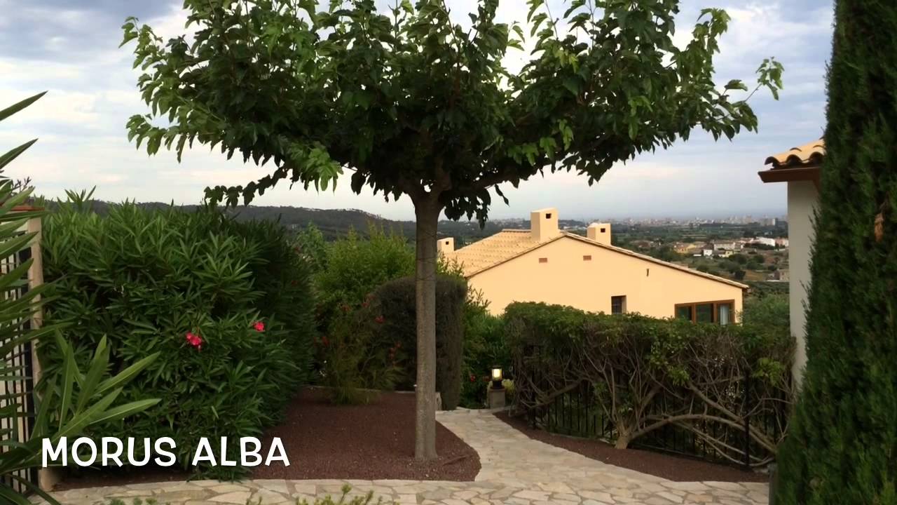 Morus alba. Garden Center online Costa Brava - Girona.