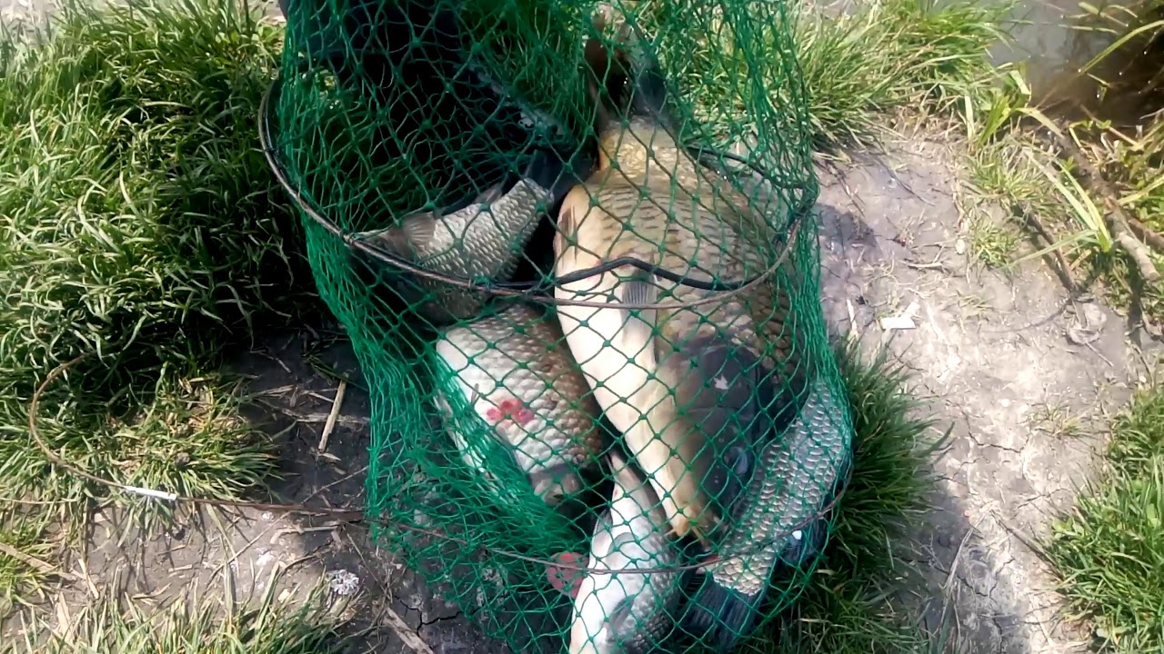 Pescari la pescuit pe Lacul Boteni 1 si depasirea limitei de retinere de crap