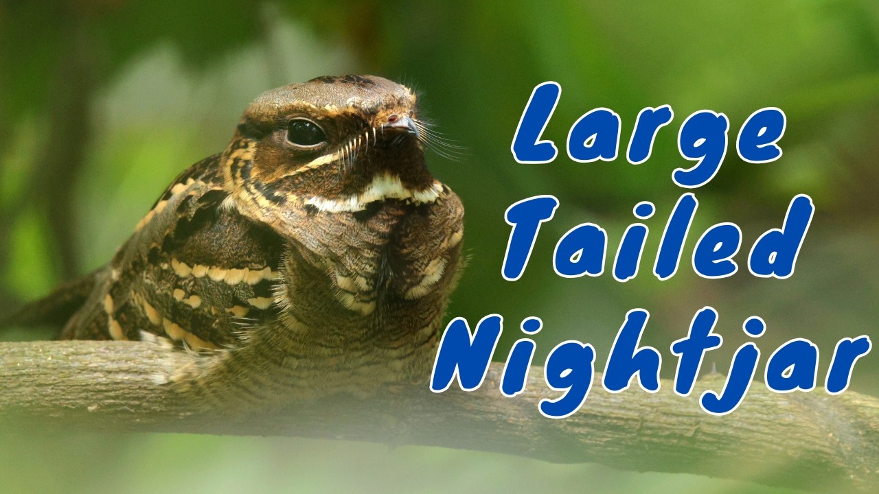 No Nest, No Noise—The Hidden Life of the Large-tailed Nightjar
