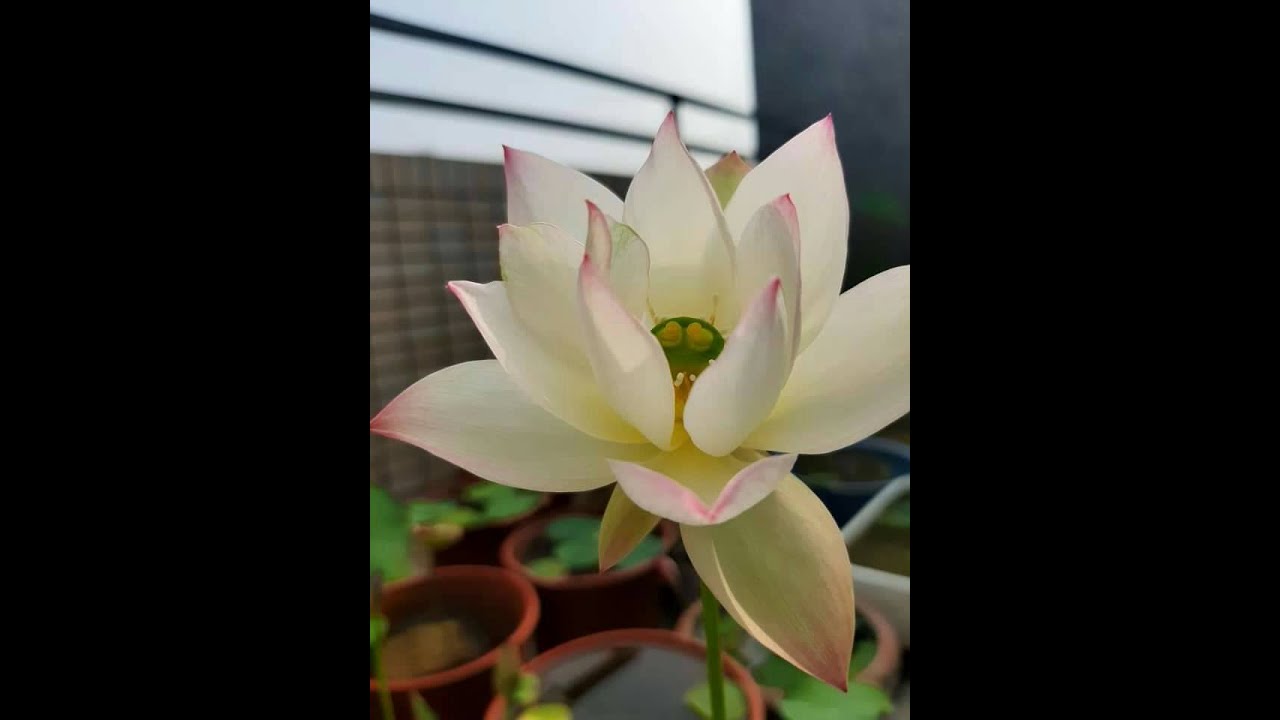 碗蓮荷花翻盆與分藕