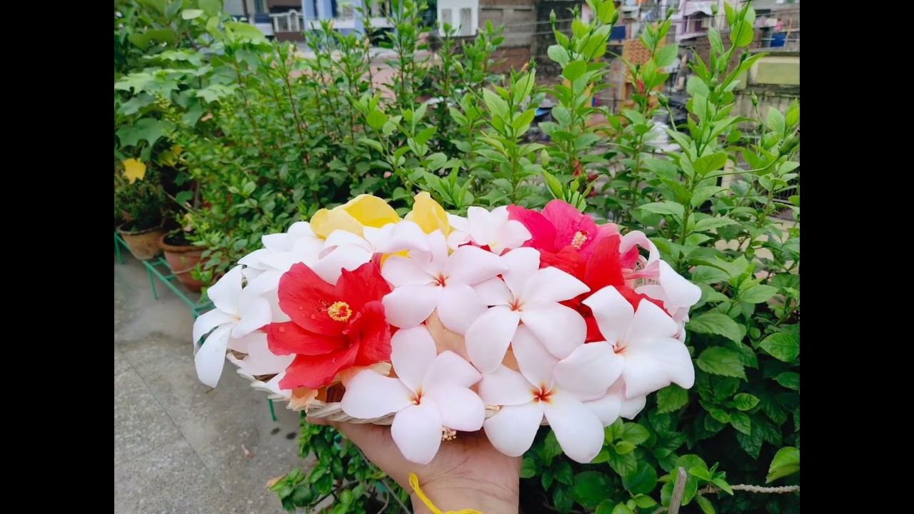 chader bagan flower 🌹🌹🌹🌺🌺🌺🌳🌳🌳