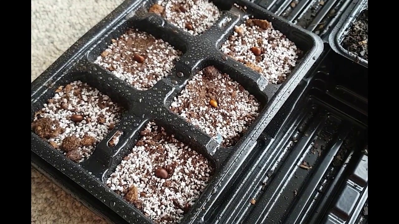 Planting Camelthorn seeds after scarifying them.