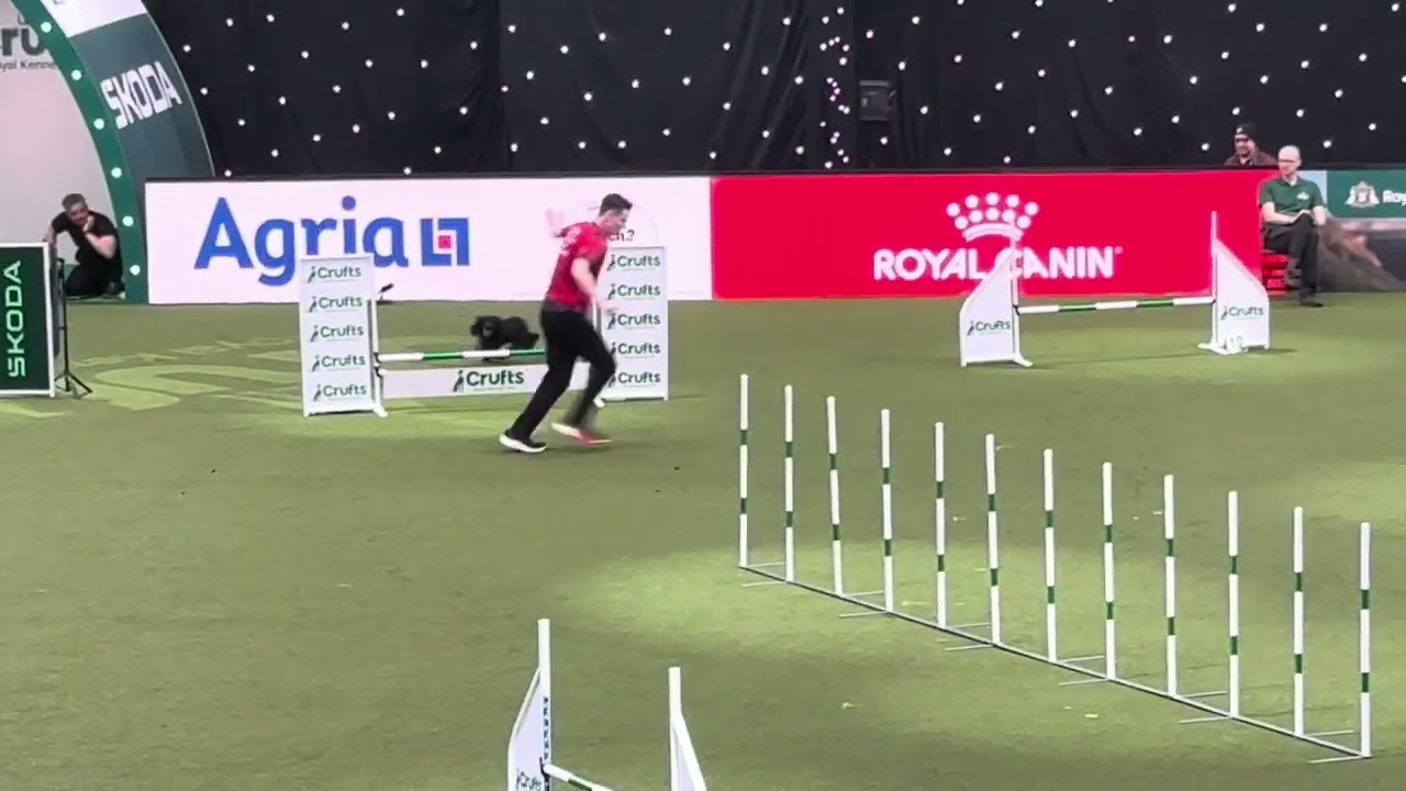 Will & Brave - Crufts Main Arena - ADOTY 2026 Clear 5th place (willbacchus.com)