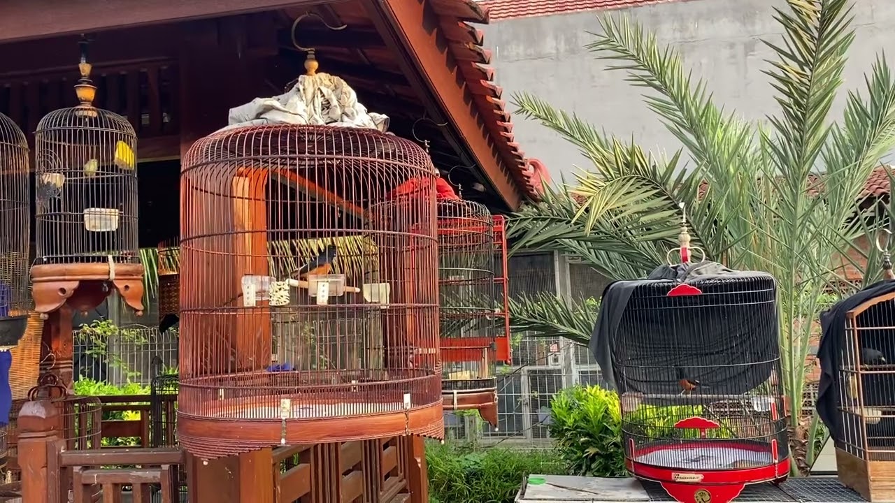 CTR Farm breading long tail shama in Bogor Indonesia. Happy time.