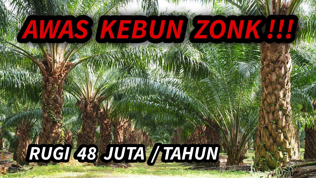 Siap Bangkrut? Bongkar Kebohongan Jual Beli Lahan Sawit 'Siap Panen