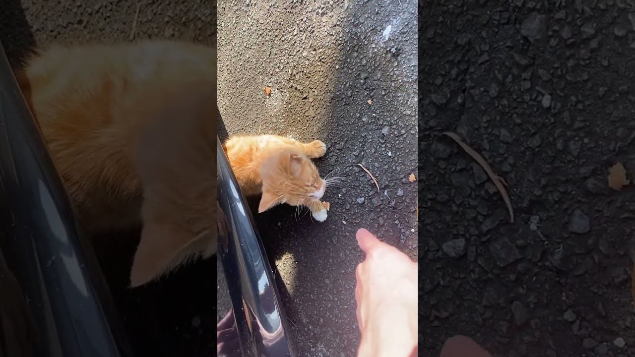 捨て猫と猫と出会った日