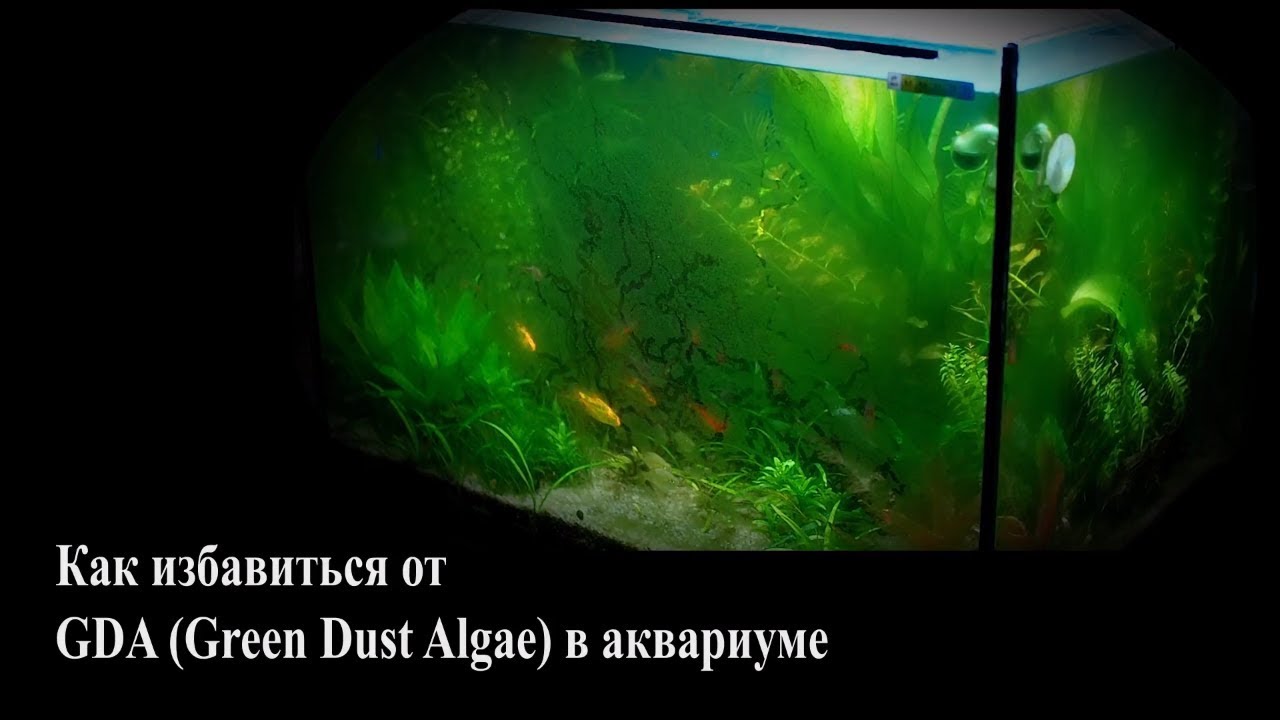 Как избавиться от GDA (Green Dust Algae) в аквариуме
