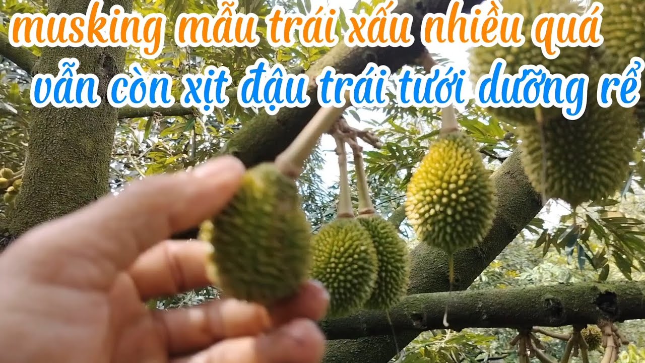 Vườn sầu riêng musking trái 20 ngày tươi dưỡng rể chuẩn bị tiễn trái 