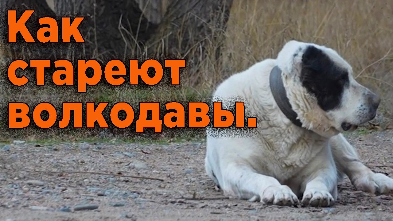 Басар меня пугает. Возрастные изменения Басара. Как стареют Волкодавы.