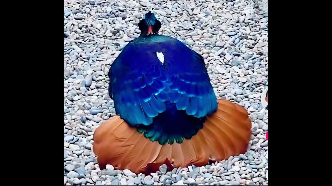 Dancing Daafe Nepal national bird